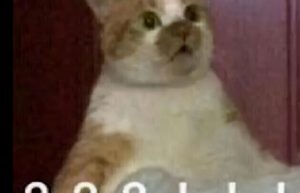 淘宝拍卖，被商家玩成了绿油油的韭菜地